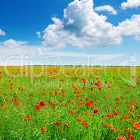 Meadow with wild poppies and blue sky.