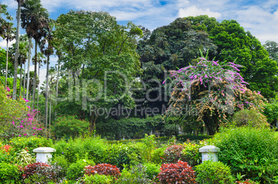 Magnificent tropical park with beautiful trees and flowers.
