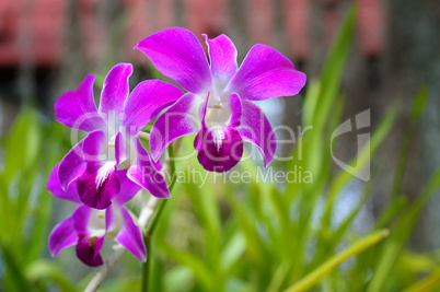 Beautiful purple orchid flowers in the garden.