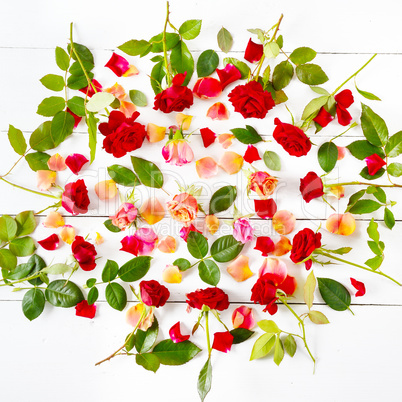 Red roses isolated on white background. Flat lay, top view.