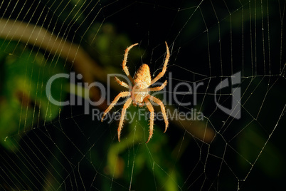spider web background at night