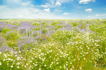 Field with daisies and blue sky.