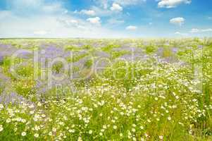 Field with daisies and blue sky.