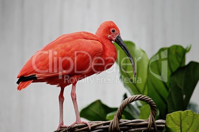 roter ibis