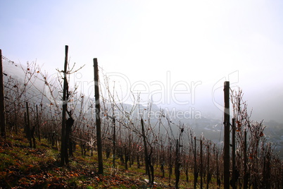 Weinberg im Frost