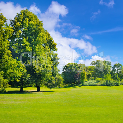 Park, green meadow and blue sky.