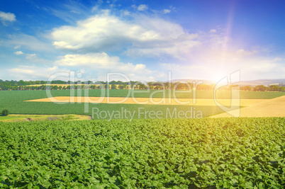 Feld sunflower sprouts and sunrise on sky.