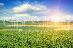 Feld sunflower sprouts and sunrise on sky.