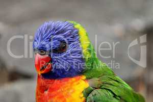 Portrait bunter Papagei