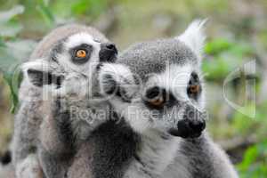 Lemurenaffen Mutter und Kind