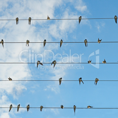 Flock of swallows on blue sky .