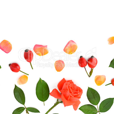 Roses isolated on white background. Flat lay, top view.