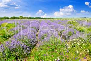 Blooming lavender in a field and blue sky. Shallow depth of fiel