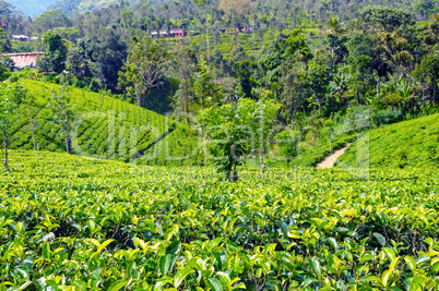 The tea plantations background. Sri Lanka. Shallow depth of fiel