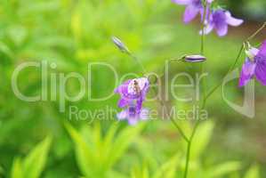 little garden purple flower bells in summer