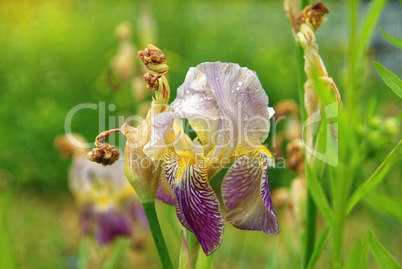 Lily flowers in the garden in the summer evening