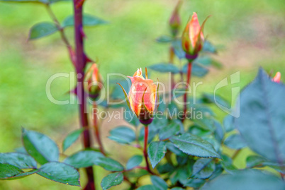 unblown Bud of a rose in the garden in summer