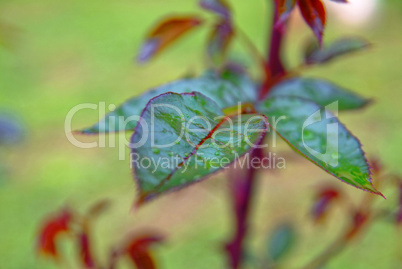 unblown Bud of a rose in the garden in summer