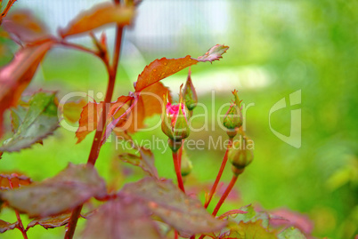 unblown Bud of a rose in the garden in summer