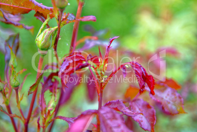 unblown Bud of a rose in the garden in summer