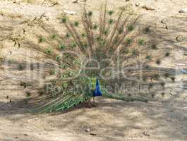 Male peacock posing in mating period