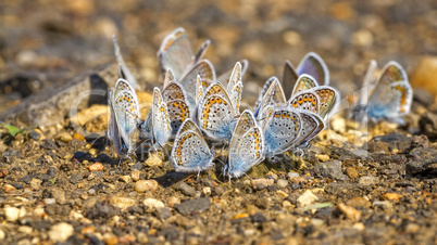 Many pretty gossamer-winged butterflies resting together