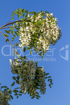 Acacia flowers in spring