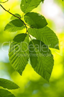 Close up of hornbeam leaves at spring