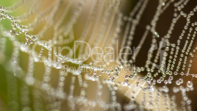 Beautiful spider's web with drops at the morning