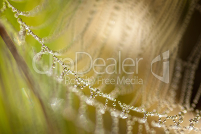 Beautiful spider's web with drops at the morning
