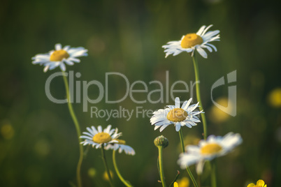 Beautiful white daisy growing in a summer garden.Leucanthemum vu