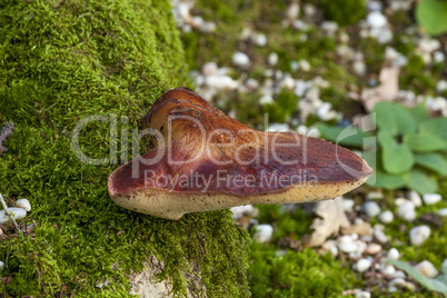 Beefsteak fungus on the forest
