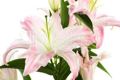 pink lily