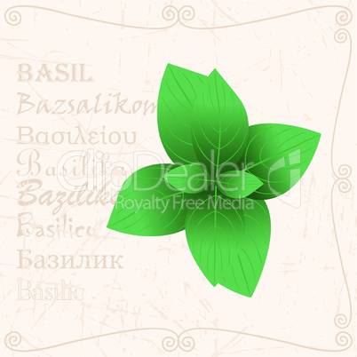 Basil