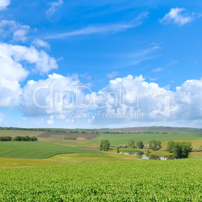 Picturesque green field and blue sky.