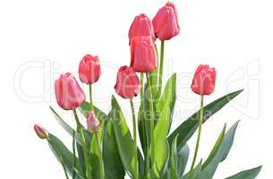 Blooming red tulips on a white background.