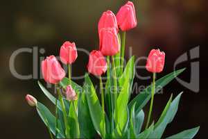 Blooming red tulips on a dark background.