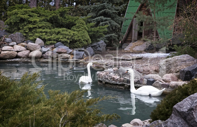 Two white swans on the lake surface.