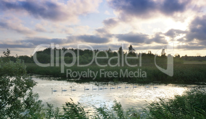 swans float one after another down the river, a string, a flock of swans floating on the river, sunset on the river