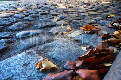 fallen autumn leaves on the pavement, yellow and red autumn leav
