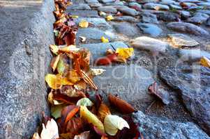 fallen autumn leaves on the pavement, yellow and red autumn leav