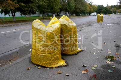 yellow garbage bags filled with fallen leaves, cleaning the stre