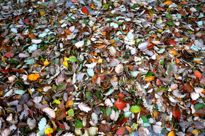 fallen autumn yellow and red leaves, leaves fallen in autumn