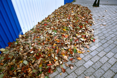 fallen autumn yellow and red leaves, leaves fallen in autumn