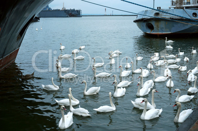 the swans between moored ships, swans near the shore in the cold