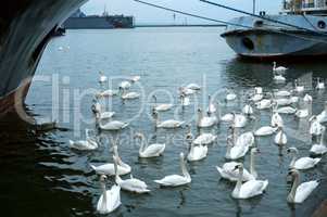 the swans between moored ships, swans near the shore in the cold