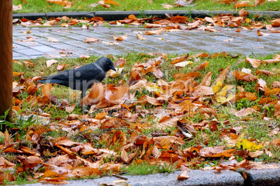 black crow on a autumn yellow fallen leaves, the bird is looking