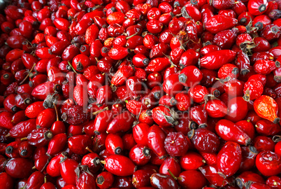 the rose-hip fruit tea, collect medicinal rose hips in autumn, r