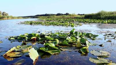 Boat Ride Trough The Swamp