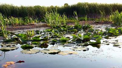 Boat Ride Trough The Swamp